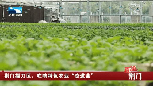 荊門掇刀區 吹響特色農業奮進曲，譜寫農林牧漁新篇章