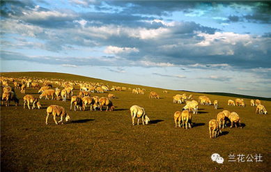 呼倫貝爾，不僅有最美的夏天，還有童話般的金秋——農(nóng)林牧漁的豐盈畫卷