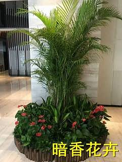 杭州綠化新風(fēng)尚 植物、花卉租賃引領(lǐng)環(huán)保與美觀生活