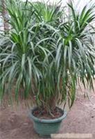 上海康馨園林綠化 龍血樹租賃價格、圖片、詳情及養(yǎng)護服務