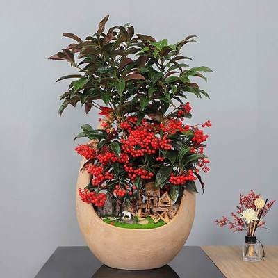 武漢寫字樓綠化租賃服務 專業(yè)園林租擺與工廠苗木報價