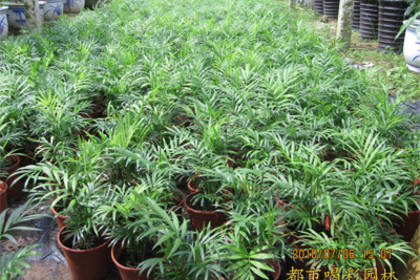 南寧植物租賃與養(yǎng)護(hù)服務(wù) 打造綠色空間的全方位解決方案