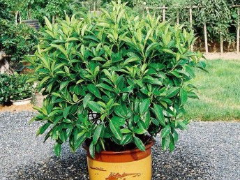 廣州鮮花綠植全周期服務 出租、銷售、租賃、出擺與專業(yè)養(yǎng)護一體化解決方案