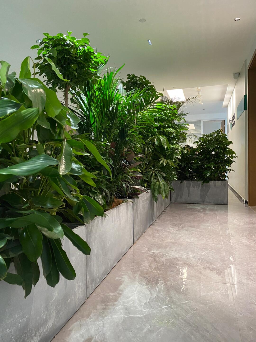 綠意空間，靈動(dòng)隔斷 專業(yè)植物租賃與造景服務(wù)打造辦公新生態(tài)